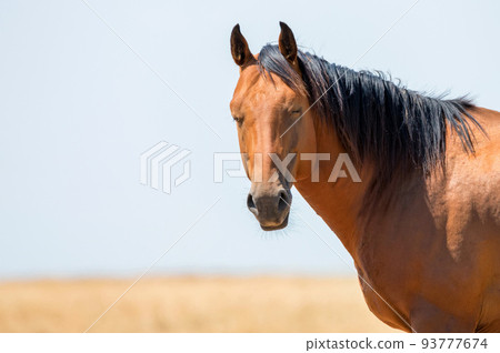 Close-up portrait of wild stallion in summer steppe Close-up portrait of wild stallion in summer steppe 93777674