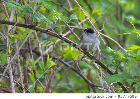 Perching male Eurasian blackcap or Sylvia atricapilla Perching male Eurasian blackcap or Sylvia atricapilla 93777699