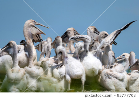 Nestlings of Dalmatian pelican or Pelecanus crispus Nestlings of Dalmatian pelican or Pelecanus crispus 93777708