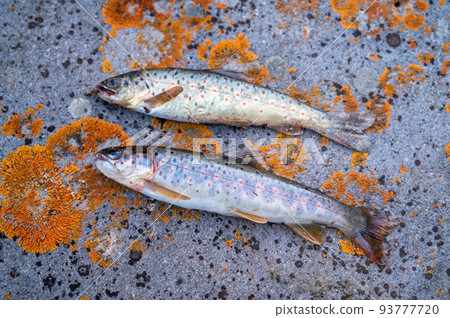 Close up of brown trout or Salmo trutta Close up of brown trout or Salmo trutta 93777720