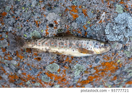 Close up of brown trout or Salmo trutta Close up of brown trout or Salmo trutta 93777721