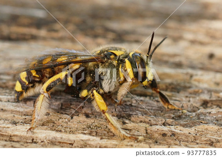 Closeup on a male European woolcarder bee, Anthidium manicatum sitting on wood Closeup on a male European woolcarder bee, Anthidium manicatum sitting on wood 93777835