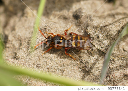 Closeup on a Lathbury's Nomada bee, Nomada lathburiana, hiding on the ground in the grass vegetation 93777841