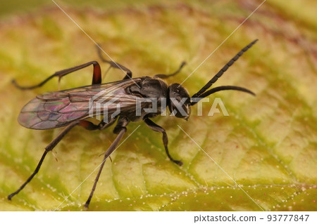Closeup on a dark colored spider wasp, Auplopus carbonarius, sitting on a green leaf 93777847