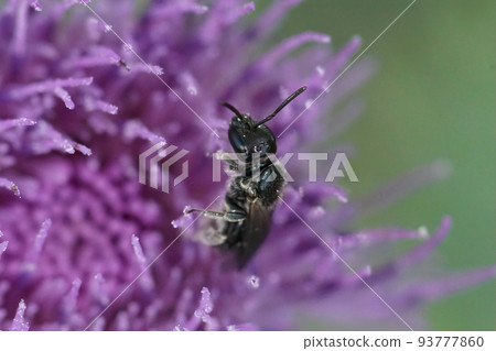 Shallow focus closeup on a small dark furrow bee, Lasioglossum, on a purple thistle flower Shallow focus closeup on a small dark furrow bee, Lasioglossum, on a purple thistle flower 93777860