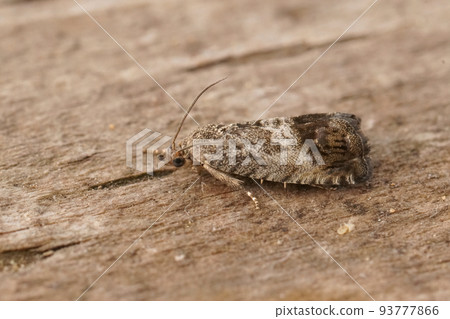 Closeup on the marbled piercer chestnut tortrix moth, Cydia splendana on wood 93777866