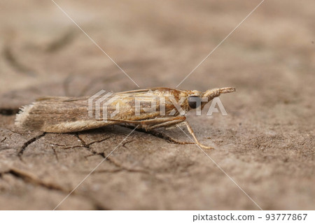 Closeup on the small Mediterranean Gold-banded Etiella Moth, Etiella zinckenella 93777867