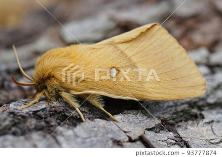 Closeup on the lighbrown Oak Eggar moth, Lasiocampa quercus, sitting on wood in the garden 93777874