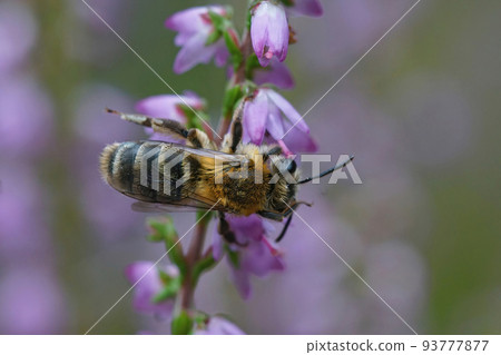 Dorsal closeup on a female Heather mining bee , Andrena fuscipes on her host-plant , Calluna vulgaris Dorsal closeup on a female Heather mining bee , Andrena fuscipes on her host-plant , Calluna vulgaris 93777877