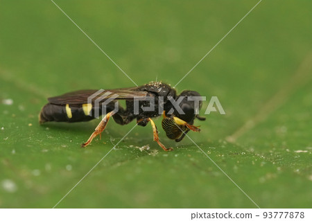 Closeup on the small shield digger wasp, Crabro scutellatus sitting on a green leaf 93777878