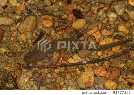 A close up of a juvenile Cope's giant salamander, Dicamptodon copei in a small seepage in Washington state 93777891