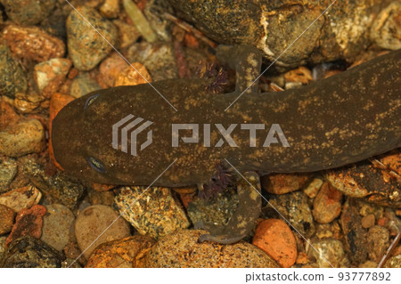 A close up of a juvenile Cope's giant salamander, Dicamptodon copei in a small seepage in Washington state 93777892