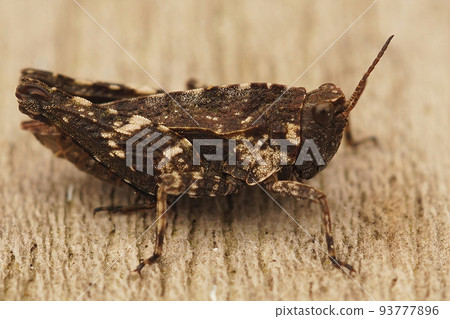 Closeup on a brown form of the common ground hopper, Tetrix undulata 93777896