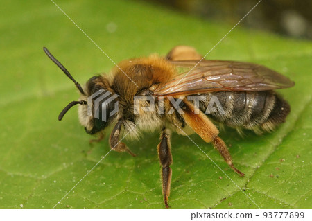 Closeup on a female Grey-gastered mining bee, Andrena tibialis sitting on a green leaf 93777899