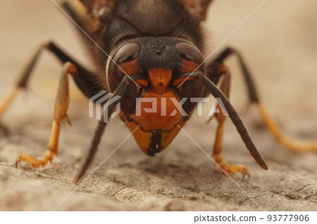 Closeup on the head of an aggressive and invasive Asian hornet, Vespa velutina Closeup on the head of an aggressive and invasive Asian hornet, Vespa velutina 93777906