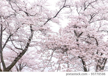 Someiyoshino cherry blossom pale pink looking up Someiyoshino cherry blossom pale pink looking up 93778586