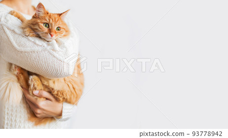 Woman in knitted sweater holding curious ginger cat. Horizontal banner with copy space on white background. Woman in knitted sweater holding curious ginger cat. Horizontal banner with copy space on white background. 93778942