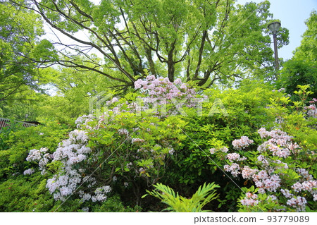 Flowers of Kalmire Flowers of Kalmire 93779089