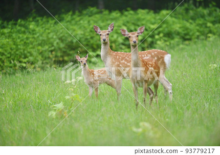 Ezo deer parent and child in the forest (Hokkaido) Ezo deer parent and child in the forest (Hokkaido) 93779217