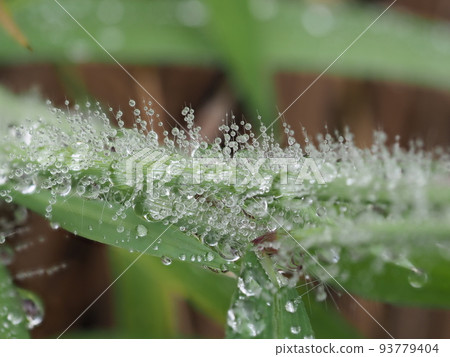 Water droplets like kushidango Water droplets like kushidango 93779404