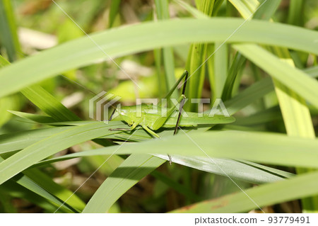 Ruspolia lineosa 93779491