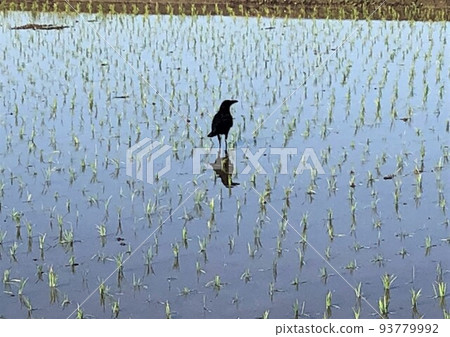 A crow standing in a paddy field in spring A crow standing in a paddy field in spring 93779992