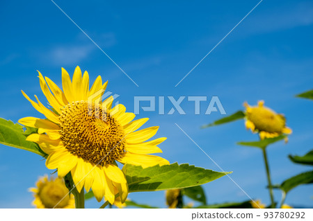 Landscape material: Bright midsummer sunflower flowers Landscape material: Bright midsummer sunflower flowers 93780292