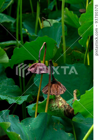 腐爛的花瓶 93780378