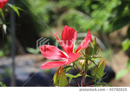 Momijia oi Momijia oi 93780820
