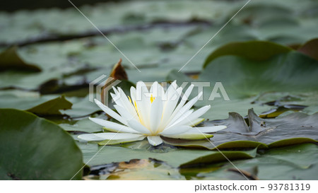 睡蓮 93781319