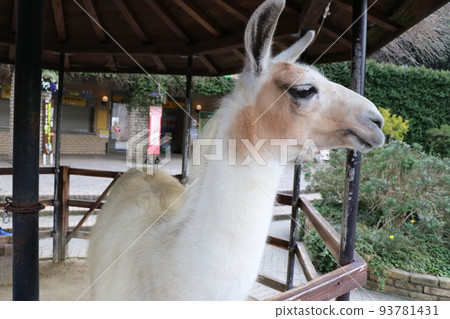 The gentle profile of a smiling llama The gentle profile of a smiling llama 93781431