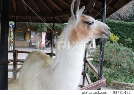 The gentle profile of a smiling llama The gentle profile of a smiling llama 93781432