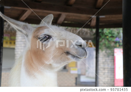 The gentle profile of a smiling llama The gentle profile of a smiling llama 93781435