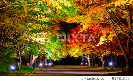Autumn leaves of Momiji lake in Minowa town (light up) 93781603