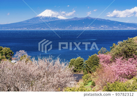 (Shizuoka Prefecture) Mt. Fuji seen from Izu with Kawazu cherry blossoms and white plum blossoms 93782312