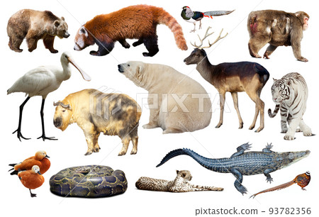asia animals isolated asia animals isolated 93782356