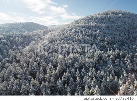 Wintry landscape with pines in the snow in sunny day Wintry landscape with pines in the snow in sunny day 93782416