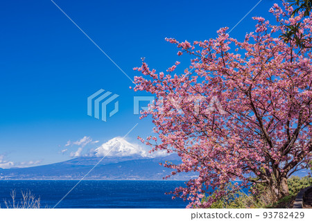 (Shizuoka Prefecture) Mt. Fuji seen from Izu with Kawazu cherry blossoms in bloom (Shizuoka Prefecture) Mt. Fuji seen from Izu with Kawazu cherry blossoms in bloom 93782429
