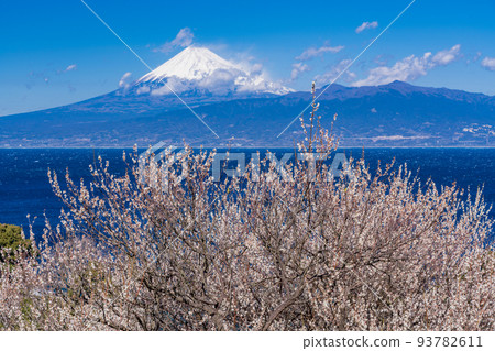 （靜岡縣）從伊豆看到的白梅花富士山 93782611