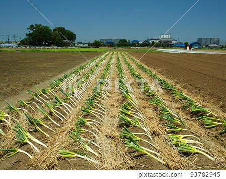 Green onion field scenery in the suburbs in early summer Green onion field scenery in the suburbs in early summer 93782945