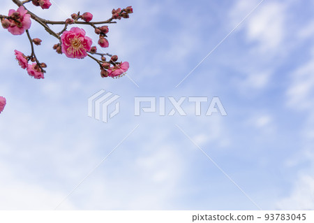 Red plum blossoms in early spring, scenery blooming in the winter sky Red plum blossoms in early spring, scenery blooming in the winter sky 93783045
