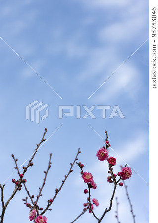 Red plum blossoms in early spring, scenery blooming in the winter sky-2 Red plum blossoms in early spring, scenery blooming in the winter sky-2 93783046