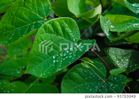leaf with water droplets leaf with water droplets 93783049