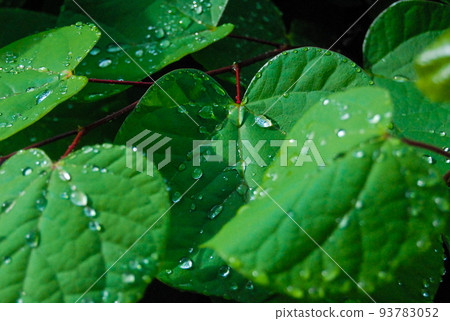 葉子上有水的風景 葉子上有水的風景 93783052
