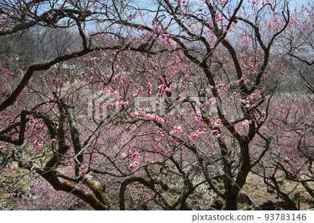 We went to Mt. Tsukubasan Plum Grove #18 93783146