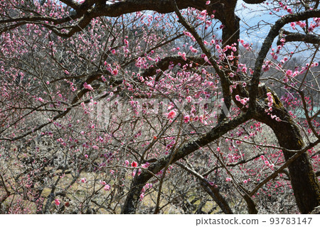 We went to Mt. Tsukubasan Plum Grove #19 93783147