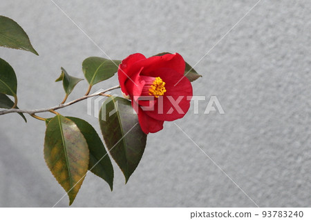 像日本畫一樣的山茶花。美麗的。 像日本畫一樣的山茶花。美麗的。 93783240