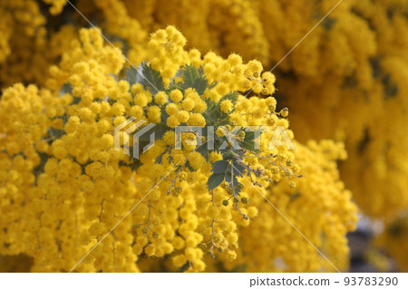 The yellow color of silver leaf acacia is like bubbles. The yellow color of silver leaf acacia is like bubbles. 93783290