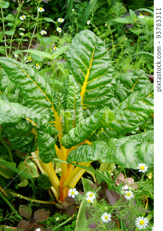 bright yellow swiss chard bright yellow swiss chard 93783311