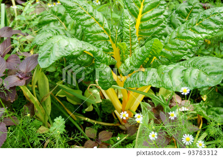 bright yellow swiss chard bright yellow swiss chard 93783312